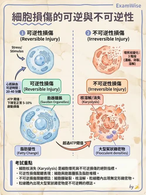 放射 - 感染、修復及其反應 - AI 圖文解析預覽