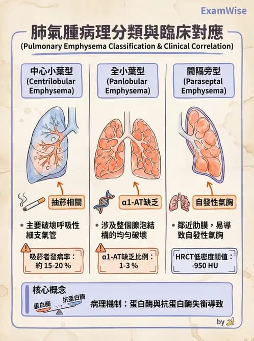 放射 - 呼吸系統疾病 - AI 圖文解析預覽