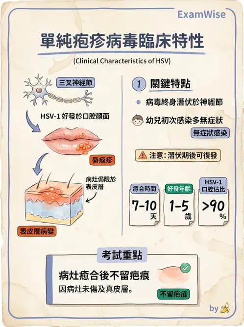 放射 - 感染、修復及其反應 - AI 圖文解析預覽