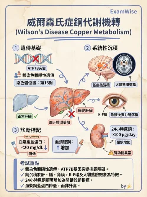 放射 - 肝臟、膽道及胰臟疾病 - AI 圖文解析預覽