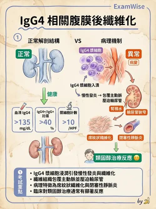 放射 - 感染、修復及其反應 - AI 圖文解析預覽