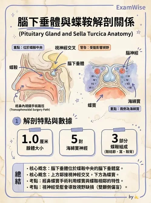 放射 - 內分泌系統 - AI 圖文解析預覽