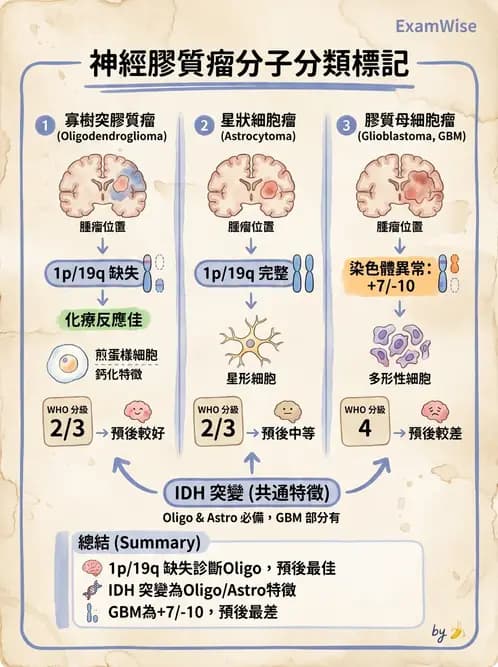放射 - 神經系統疾病 - AI 圖文解析預覽
