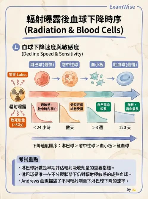 放射 - 全身性輻射效應 - AI 圖文解析預覽