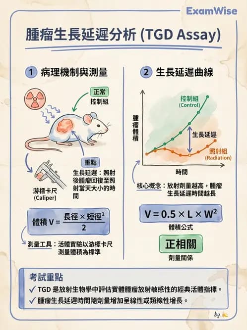 放射 - 腫瘤反應預測 - AI 圖文解析預覽