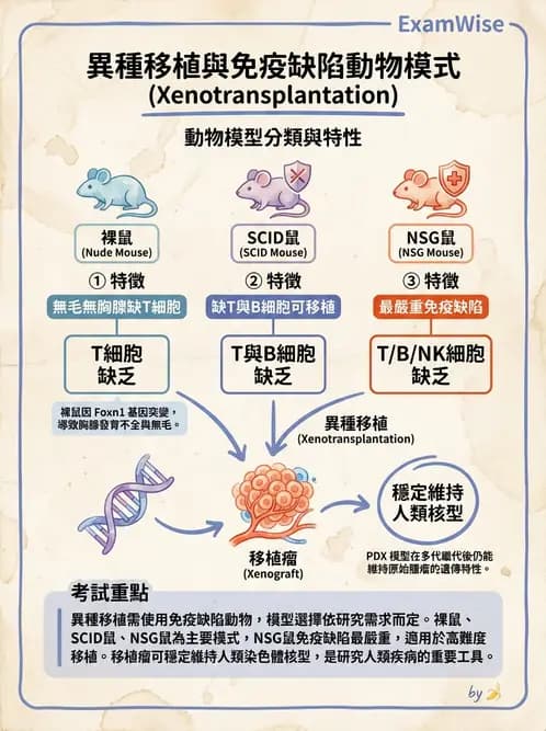 放射 - 腫瘤反應預測 - AI 圖文解析預覽