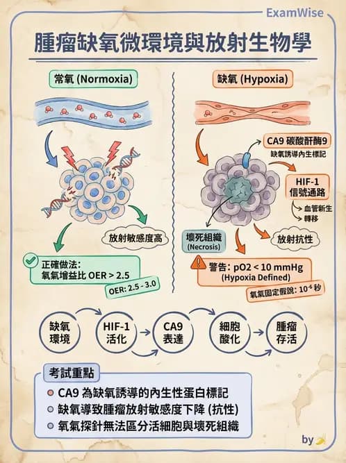 放射 - LET、RBE、OER與復氧效應 - AI 圖文解析預覽