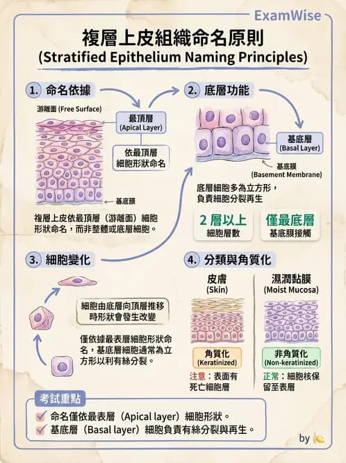 放射 - 細胞、組織與外皮系統 - AI 圖文解析預覽