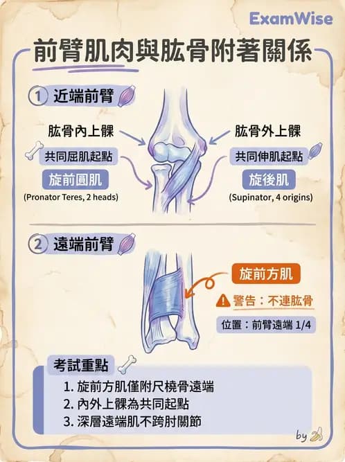 放射 - 上肢肌肉 - AI 圖文解析預覽