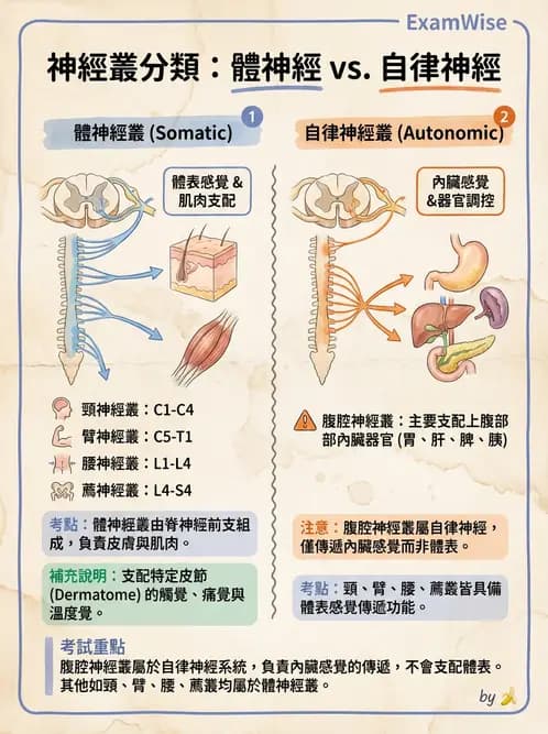 放射 - 脊神經叢與肢體神經 - AI 圖文解析預覽