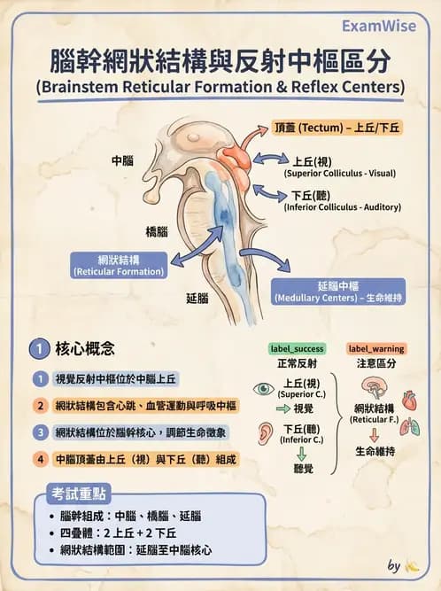 放射 - 腦幹、脊髓與腦室系統 - AI 圖文解析預覽