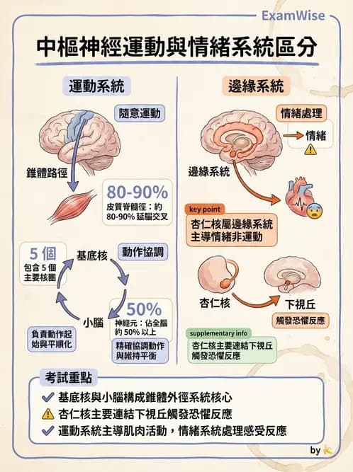 放射 - 大腦皮質與神經細胞 - AI 圖文解析預覽