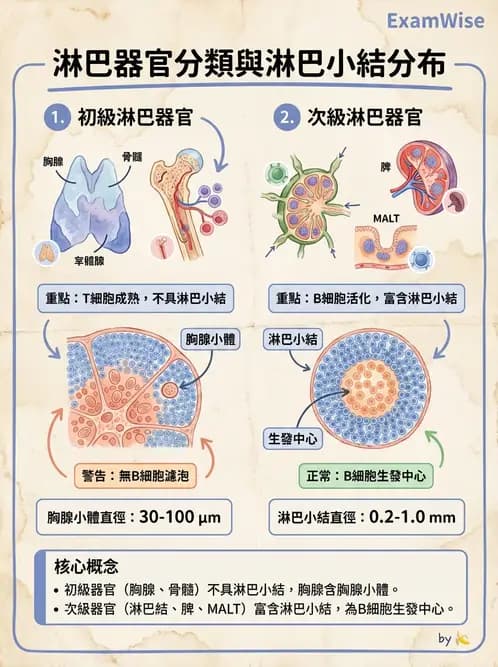 放射 - 淋巴及免疫系統 - AI 圖文解析預覽