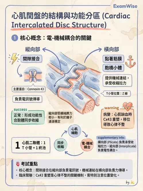 放射 - 心臟 - AI 圖文解析預覽