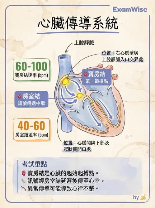 放射 - 心臟 - AI 圖文解析預覽