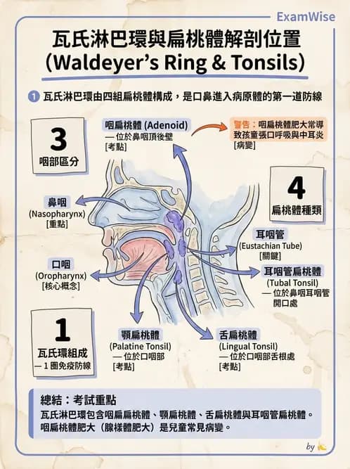放射 - 呼吸系統 - AI 圖文解析預覽