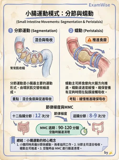 放射 - 胃腸生理 - AI 圖文解析預覽