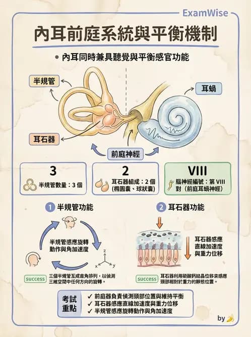 放射 - 神經生理 - AI 圖文解析預覽