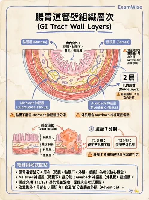 放射 - 消化系統 - AI 圖文解析預覽