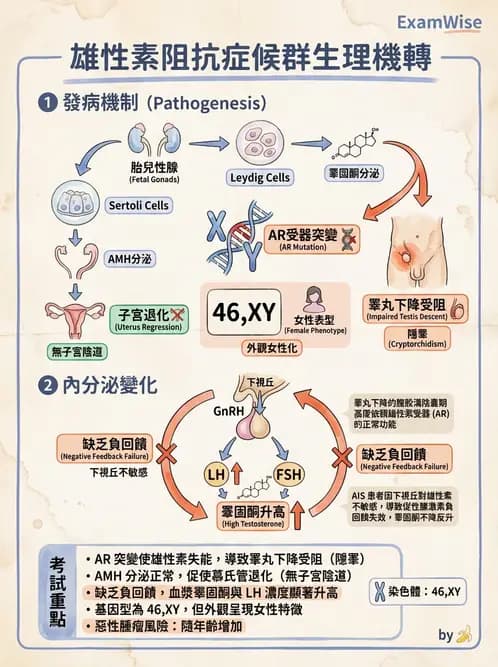 放射 - 生殖生理 - AI 圖文解析預覽