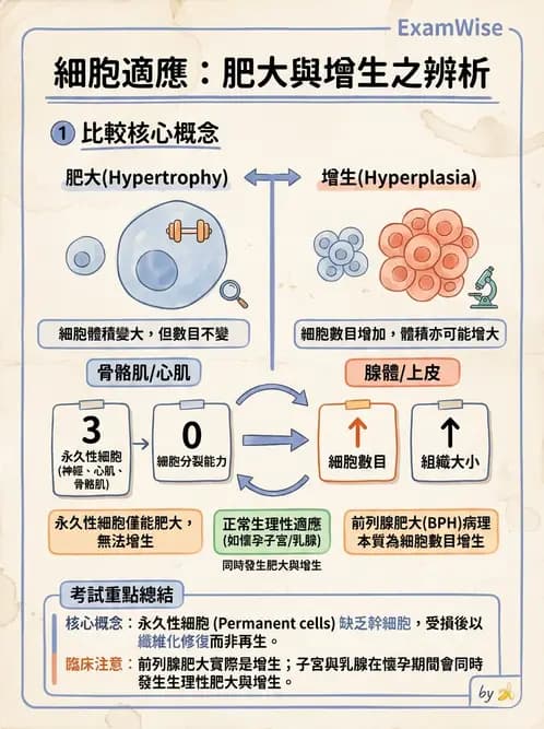 放射 - 感染、修復及其反應 - AI 圖文解析預覽