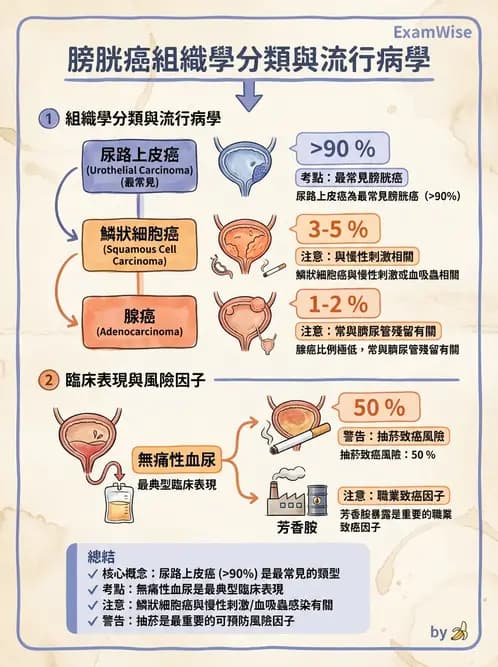 放射 - 生殖系統及乳房疾病 - AI 圖文解析預覽
