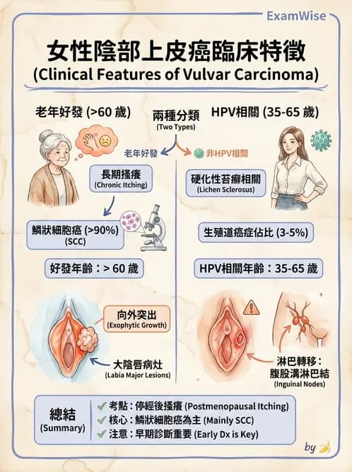 放射 - 生殖系統及乳房疾病 - AI 圖文解析預覽