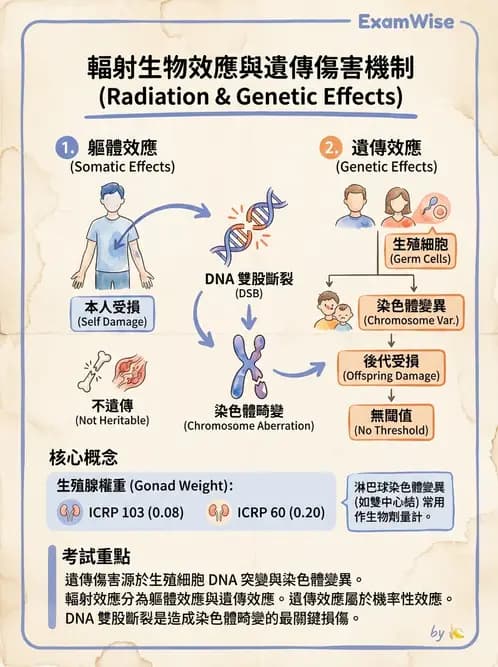 放射 - 全身性輻射效應 - AI 圖文解析預覽