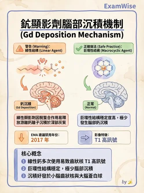 放射 - MRI安全與顯影劑 - AI 圖文解析預覽