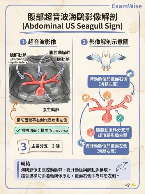 放射 - 腎臟血管與其他超音波 - AI 圖文解析預覽