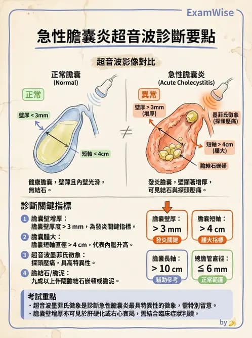 放射 - 膽胰脾超音波 - AI 圖文解析預覽