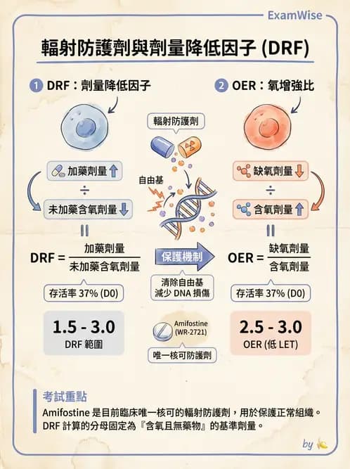 放射 - 輻射增敏與保護 - AI 圖文解析預覽