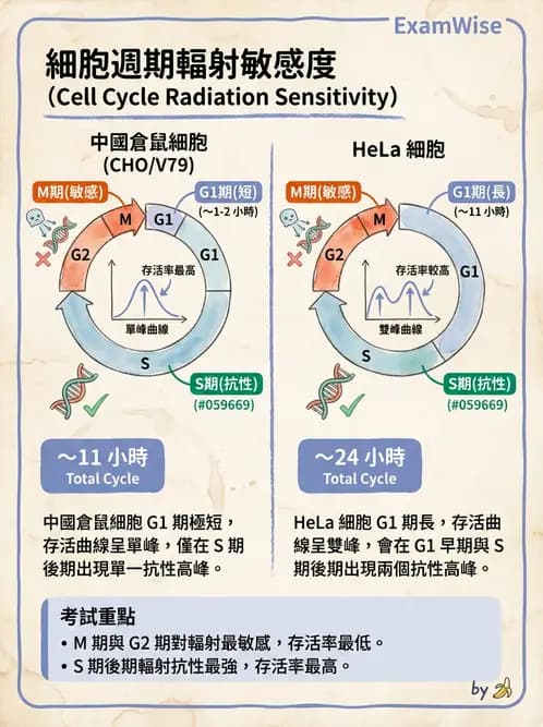 放射 - 細胞存活曲線與週期 - AI 圖文解析預覽