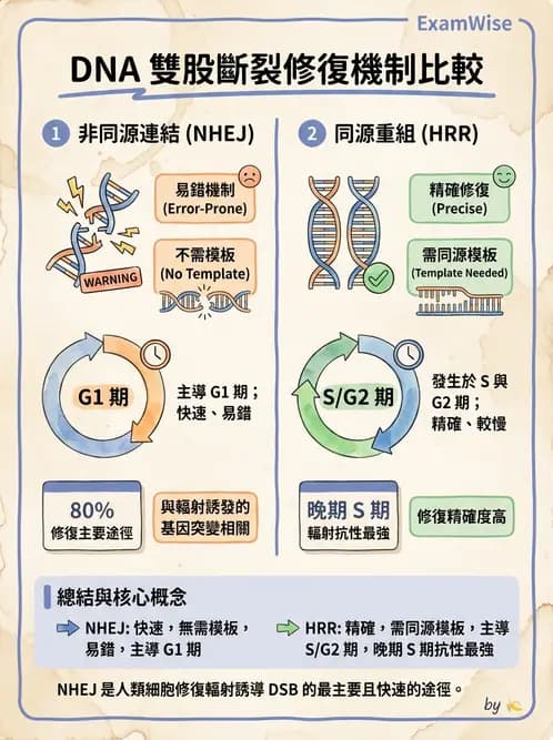 放射 - DNA傷害與修復 - AI 圖文解析預覽