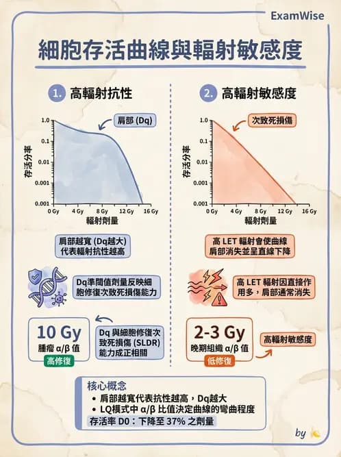 放射 - 細胞存活曲線與週期 - AI 圖文解析預覽