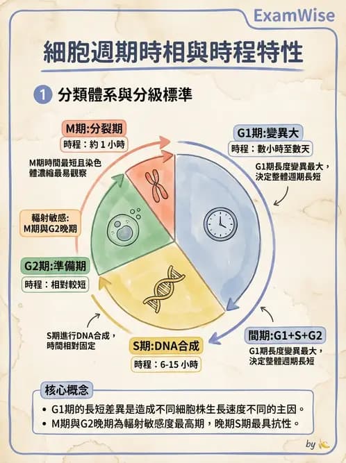 放射 - 細胞存活曲線與週期 - AI 圖文解析預覽