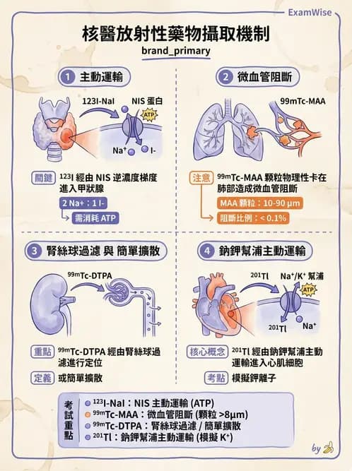 放射 - 肺肝膽與製劑通則 - AI 圖文解析預覽