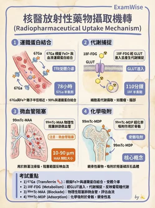 放射 - 肺肝膽與製劑通則 - AI 圖文解析預覽