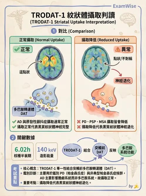 放射 - 腦部造影 - AI 圖文解析預覽