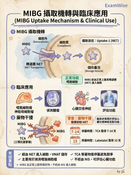 放射 - 腫瘤與內分泌造影SPECT藥物 - AI 圖文解析預覽