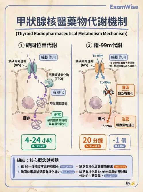 放射 - 甲狀腺造影 - AI 圖文解析預覽