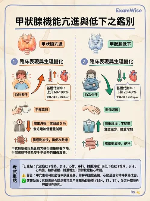 放射 - 甲狀腺造影 - AI 圖文解析預覽