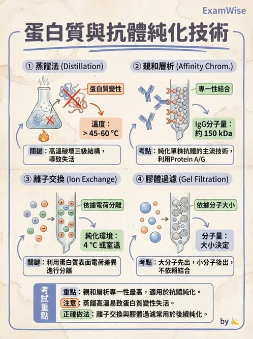 放射 - 抗體製備與標幟技術 - AI 圖文解析預覽