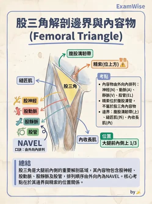 放射 - 下肢肌肉 - AI 圖文解析預覽
