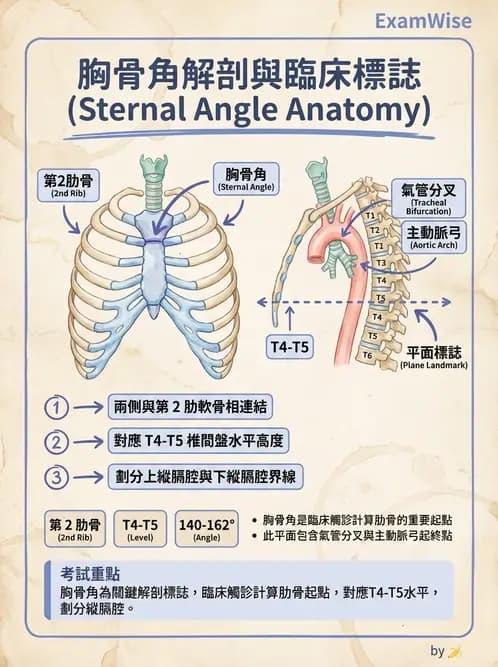 放射 - 骨骼系統 - AI 圖文解析預覽