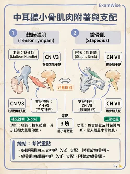 放射 - 特殊感官 - AI 圖文解析預覽