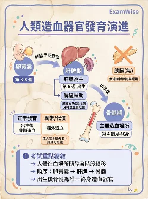 放射 - 血液及免疫生理 - AI 圖文解析預覽