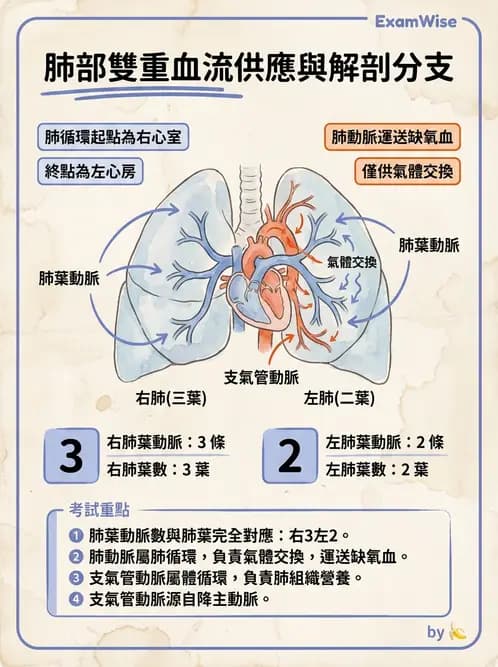 放射 - 血管 - AI 圖文解析預覽