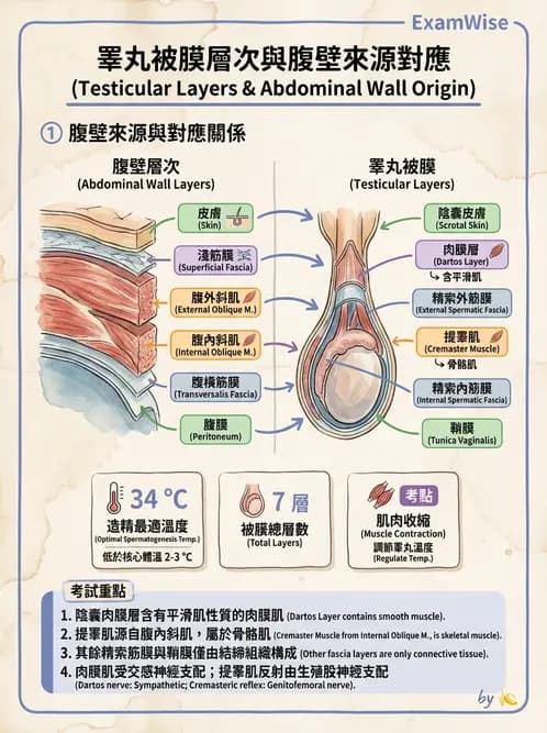 放射 - 生殖系統 - AI 圖文解析預覽