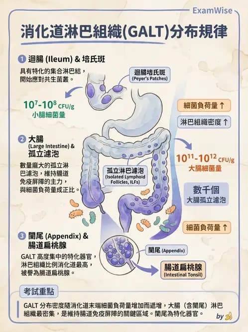 放射 - 消化系統 - AI 圖文解析預覽